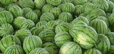 吃瓜在哪里免费吃,吃瓜达人必看！免费吃瓜攻略大公开  第2张