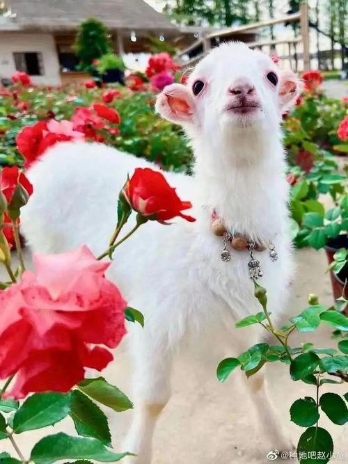 吃瓜网小羊,揭秘娱乐圈幕后故事,带你领略明星真实生活 第1张 吃瓜网小羊,揭秘娱乐圈幕后故事,带你领略明星真实生活 第1张