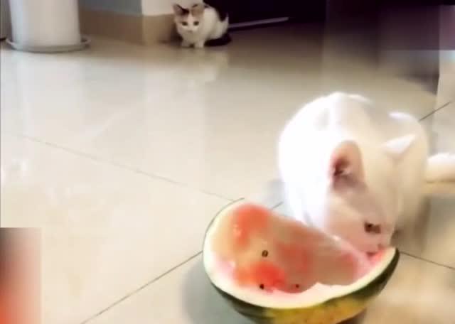 吃瓜猫咪原视频,萌态百出，网友直呼“治愈系”