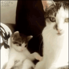 吃瓜猫咪原视频,萌态百出，网友直呼“治愈系”