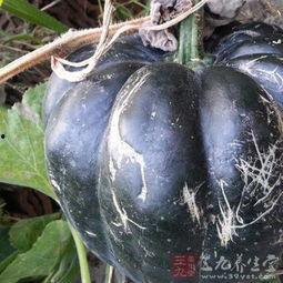 吊方瓜怎么吃 第1张 吊方瓜怎么吃 第1张