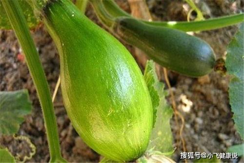 吊方瓜怎么吃 第2张 吊方瓜怎么吃 第2张