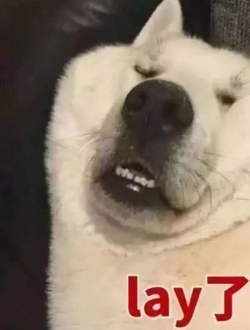 上流吃瓜,揭秘吃瓜群众的狂欢盛宴  第1张