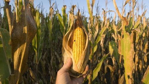 哈密瓜和玉米可以吃吗,健康美味两不误 第1张 哈密瓜和玉米可以吃吗,健康美味两不误 第1张