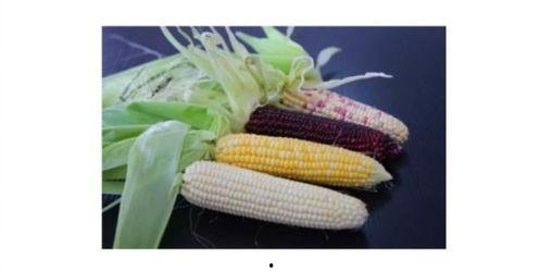 哈密瓜和玉米可以吃吗,健康美味两不误 第2张 哈密瓜和玉米可以吃吗,健康美味两不误 第2张