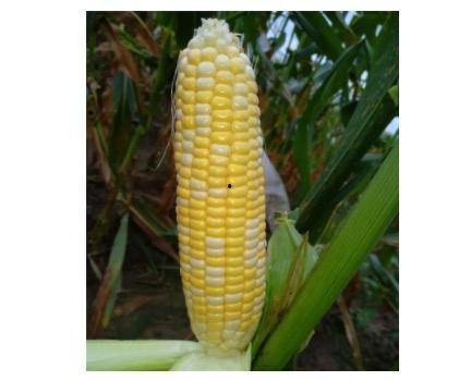 哈密瓜和玉米可以吃吗,健康美味两不误 第3张 哈密瓜和玉米可以吃吗,健康美味两不误 第3张