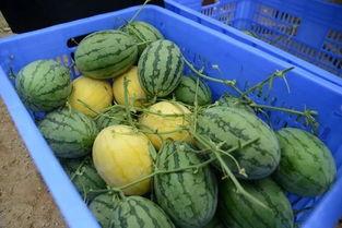 QQ优质吃瓜群推荐  第1张