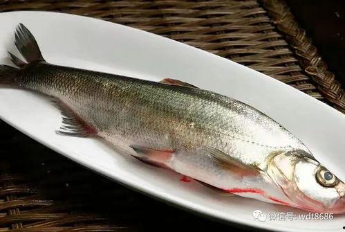 吃超大八瓜鱼视频 第1张 吃超大八瓜鱼视频 第1张