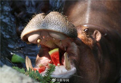 奇葩动物带你吃瓜,跟随“奇葩动物带你吃瓜”探寻未知食界  第3张