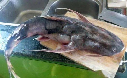 面瓜鱼吃啥,探寻其独特的饮食习惯