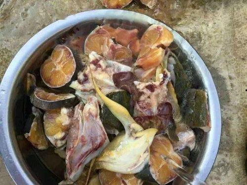 面瓜鱼吃啥,探寻其独特的饮食习惯