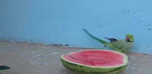 鹦鹉吃瓜的视频,萌态十足引网友爆笑  第1张