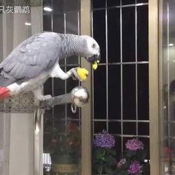 鹦鹉吃瓜的视频,萌态十足引网友爆笑  第2张