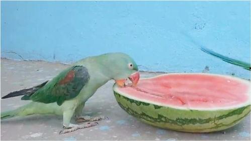鹦鹉吃瓜的视频,萌态十足引网友爆笑  第3张