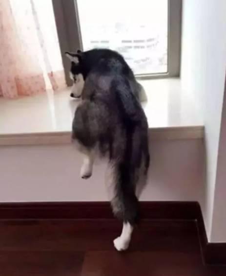 吃瓜群众发怒二哈,网友热议不断 第1张 吃瓜群众发怒二哈,网友热议不断 第1张