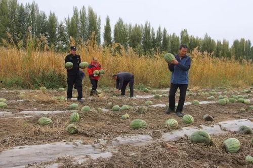 吃瓜群众岱岱 贵州,揭秘“吃瓜群众岱岱”的独特魅力  第3张