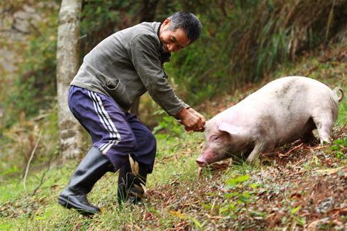 老猪吃瓜配音 第1张 老猪吃瓜配音 第1张