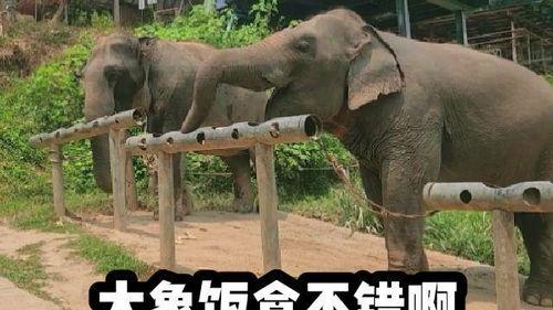 老猪吃瓜配音 第2张 老猪吃瓜配音 第2张