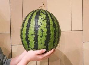 全飞吃瓜长,揭秘网络红人的崛起之路