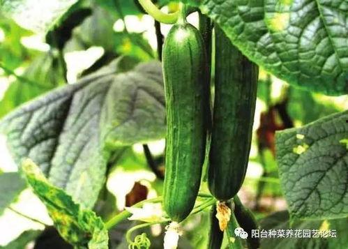 瓜哥和梦竹吃瓜,揭秘娱乐圈最新热点  第3张