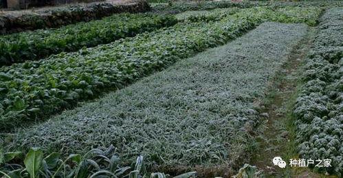 2月吃的瓜菜,盘点时令美味与养生秘诀  第1张