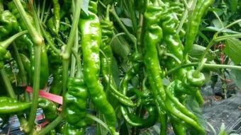 2月吃的瓜菜,盘点时令美味与养生秘诀  第2张