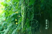 吃瓜血脉,揭秘网络时代下的全民娱乐现象