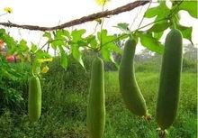 吃瓜血脉,揭秘网络时代下的全民娱乐现象