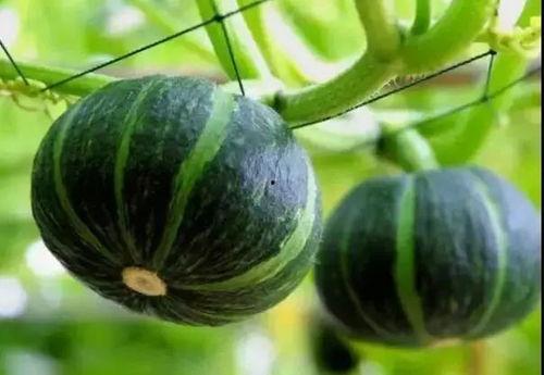 贝贝瓜怎么吃啊