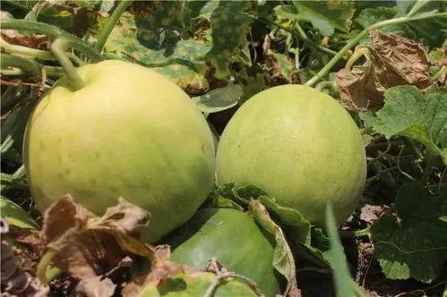 吃瓜吃甜瓜,揭秘吃瓜吃甜瓜的乐趣与奥秘 第1张 吃瓜吃甜瓜,揭秘吃瓜吃甜瓜的乐趣与奥秘 第1张