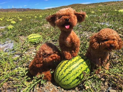 狗狗吃瓜动漫图片,动漫萌宠的夏日狂欢