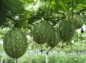 吊瓜整条吃吗,美味与营养的双重享受  第2张