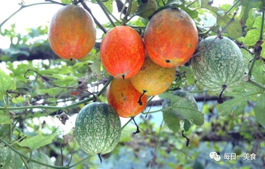 吊瓜整条吃吗,美味与营养的双重享受  第3张