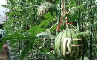 雨暮吃瓜,揭秘娱乐圈的甜蜜瓜果  第3张