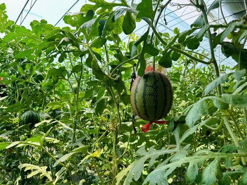 吃瓜上市,揭秘娱乐圈的“瓜田”风云  第3张