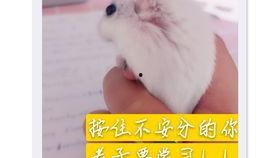 吃瓜老鼠小说,揭秘娱乐圈背后的秘密与真相  第1张