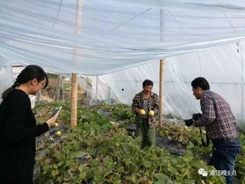 商水吃瓜群众  第2张