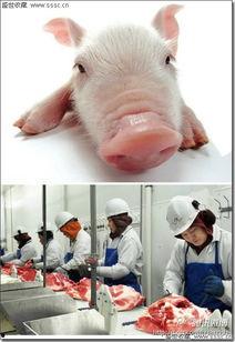 猪吃洋瓜吗,探寻猪的饮食习惯与洋瓜的兼容性  第2张