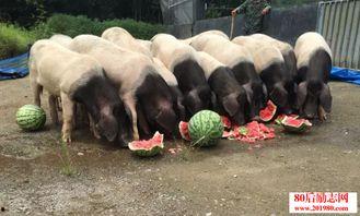 猪吃洋瓜吗,探寻猪的饮食习惯与洋瓜的兼容性  第3张