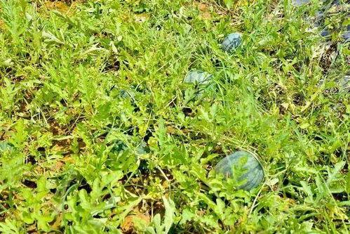 田里田鼠吃田瓜  第2张