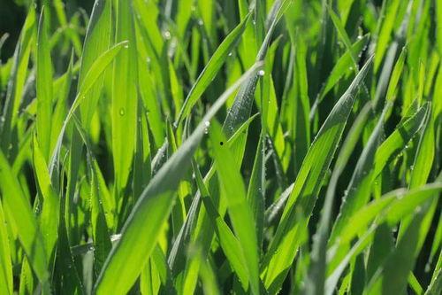 田里田鼠吃田瓜  第3张