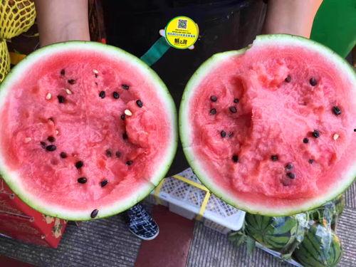 大型最强吃瓜视频,一场视觉盛宴的狂欢之旅  第3张