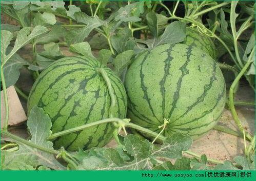 夏季吃的瓜有那些,盘点夏季必尝的清凉瓜类  第3张