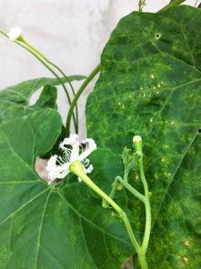 花卉吃瓜,一场视觉与味觉的盛宴  第1张