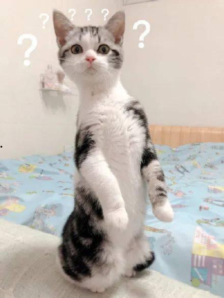 吃瓜的猫咪图片,萌态十足，揭秘宠物界的“美食家”  第2张